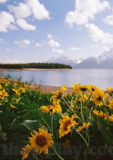 大赢家即时足球比分-揭秘大赢家即时足球比分,球迷必备的实时数据利器